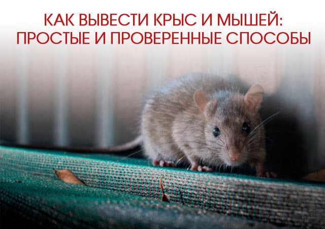 Как вывести крыс и мышей в Коломне: простые и проверенные способы