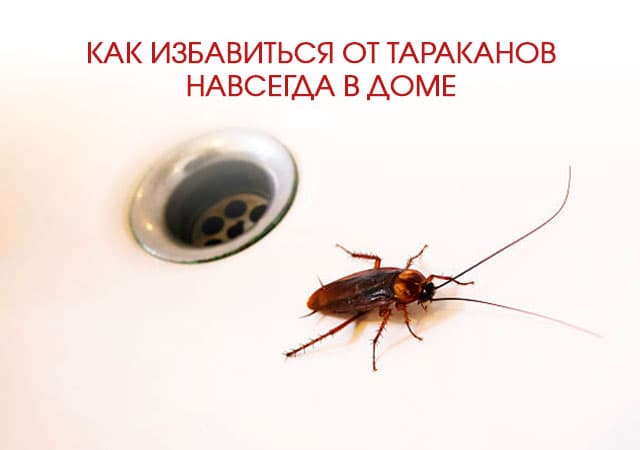 Как избавиться от тараканов в доме в Коломне