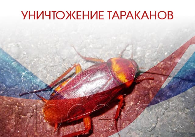 Уничтожение тараканов в Коломне