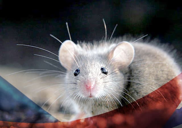 Уничтожение мышей в Коломне